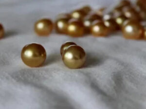 South Pacific Sea Golden Pearl